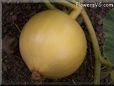 medium yellow pumpkin