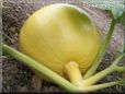 medium yellow pumpkin