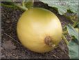 medium yellow pumpkin