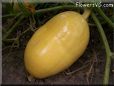 medium oval yellow pumpkin