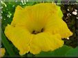 giant pumpkin flower blossom