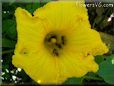 giant pumpkin flower blossom