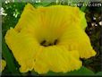 giant pumpkin flower blossom