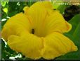 giant pumpkin flower blossom