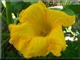 giant pumpkin flower