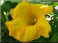 giant pumpkin flower