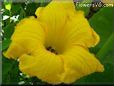 giant pumpkin flower