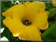 giant pumpkin flower