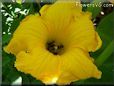 giant pumpkin flower