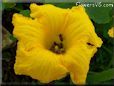 giant pumpkin flower