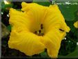 giant pumpkin flower