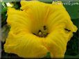 giant pumpkin flower