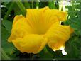 giant pumpkin flower