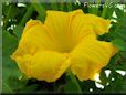 giant pumpkin flower