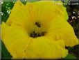 giant pumpkin flower