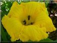 giant pumpkin flower