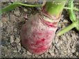 radish root