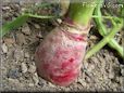 red radish root
