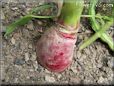 large radish root