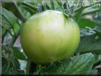 green tomato