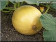 medium yellow pumpkin
