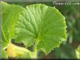 cantaloupe leaf