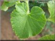 cantaloupe leaf