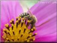 honey bee on flower