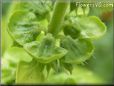 sweet basil seeds pictures