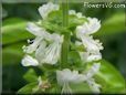 sweet basil flower blossom pictures