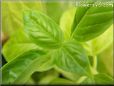 sweet basil pictures