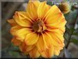 maroon yellow dahlia flower pictures