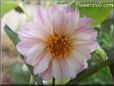 white pink dahlia flower