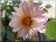 white pink dahlia flower