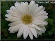 white gerbera daisy pictures