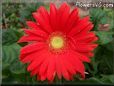red gerbera daisy pictures