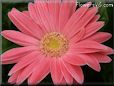 pink gerbera daisy pictures