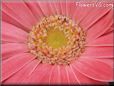 pink gerbera daisy flower