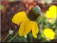 yellow mexican hat flower pictures