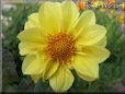 yellow dahlia flower pictures