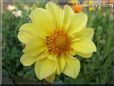 yellow dahlia flower