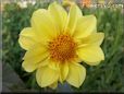 yellow dahlia flower