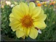 yellow dahlia flower