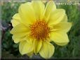 yellow dahlia flower