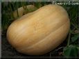 large oval yellow pumpkin