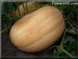 large oval yellow pumpkin