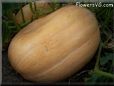 large oval yellow pumpkin