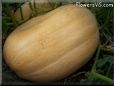 large oval yellow pumpkin