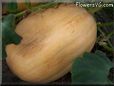 large oval yellow pumpkin