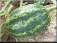 small watermelon